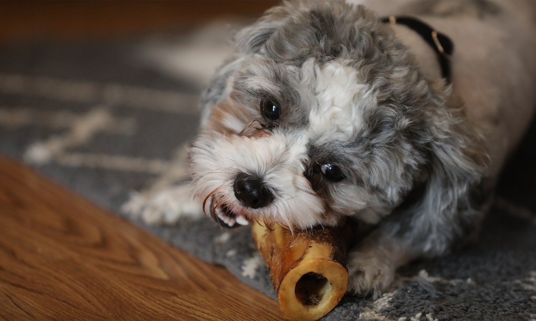 Biting Off More Than They Can Chew: Dog Bones and Dental Damage