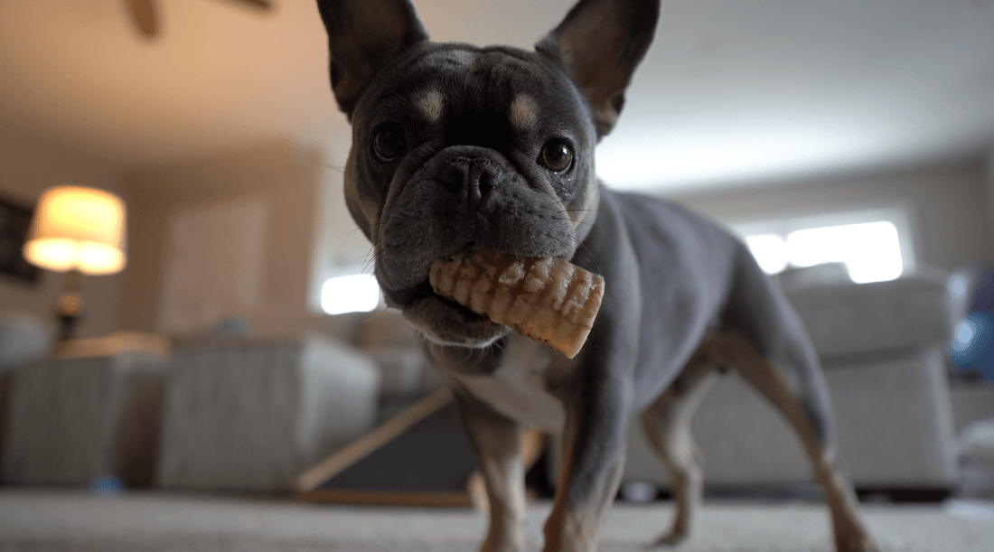 Dog Chews for Dental Health: Finding the Best Natural Toothbrush - K9 Connoisseur