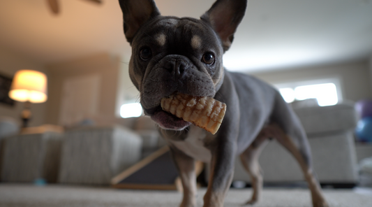 Dog Chews for Dental Health: Finding the Best Natural Toothbrush