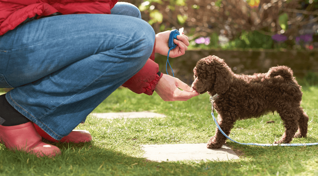 Marker Training for Dogs: The Secret Weapon in My Pocket - K9 Connoisseur