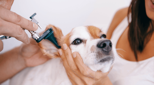 Dog Ear Infections: Time for an Uncomfortable Conversation - K9 Connoisseur