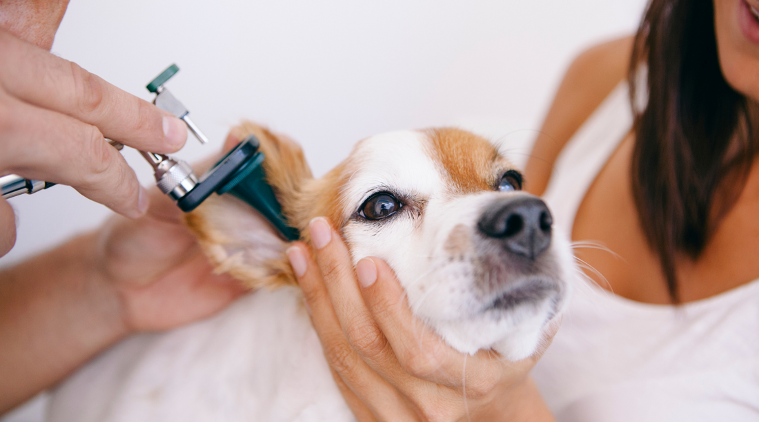 Dog Ear Infections: Time for an Uncomfortable Conversation