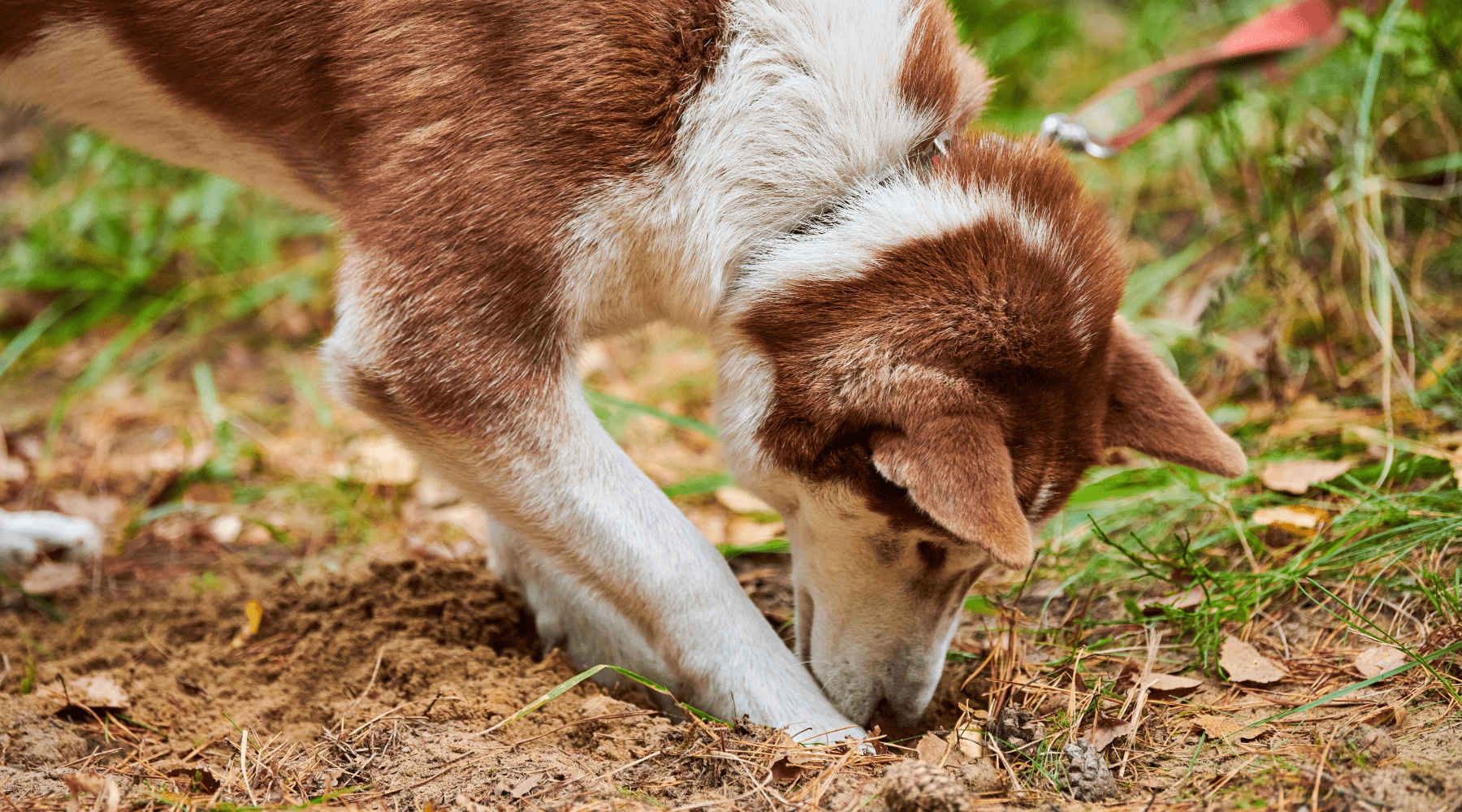 Why Do Dogs Eat Dirt Outside photo