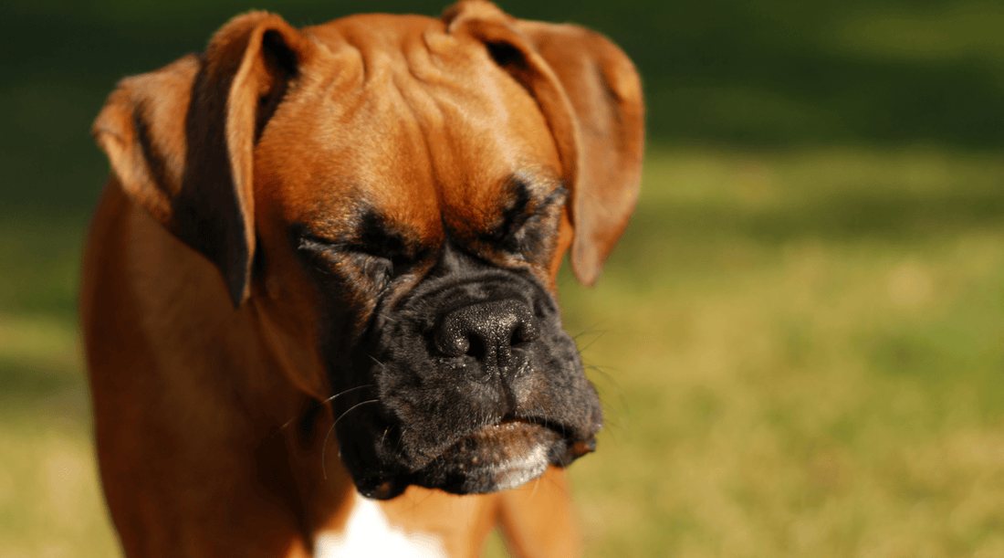 Dog Keeps Sneezing: It's Not What You Think - K9 Connoisseur