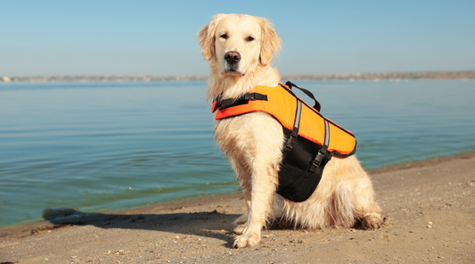 How to Teach a Dog to Swim: A Splashy Day in Our Neighborhood