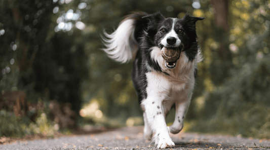 The Role of Exercise in Dog Mental Health - K9 Connoisseur