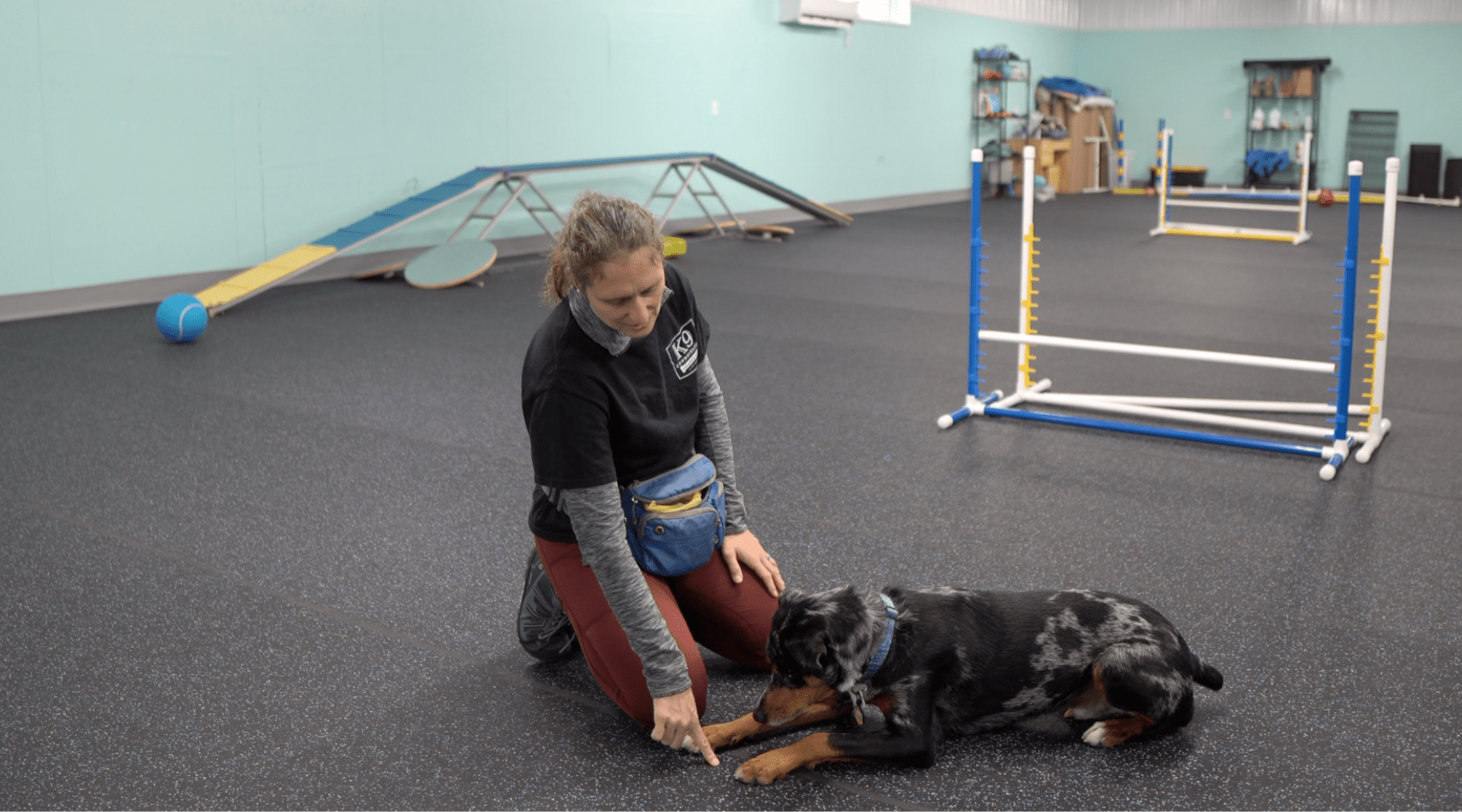 Beautiful view of Hypoallergenic Dog Obedience Training For Service Dogs