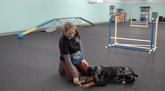 Effective Dog Obedience Training Techniques - K9 Connoisseur