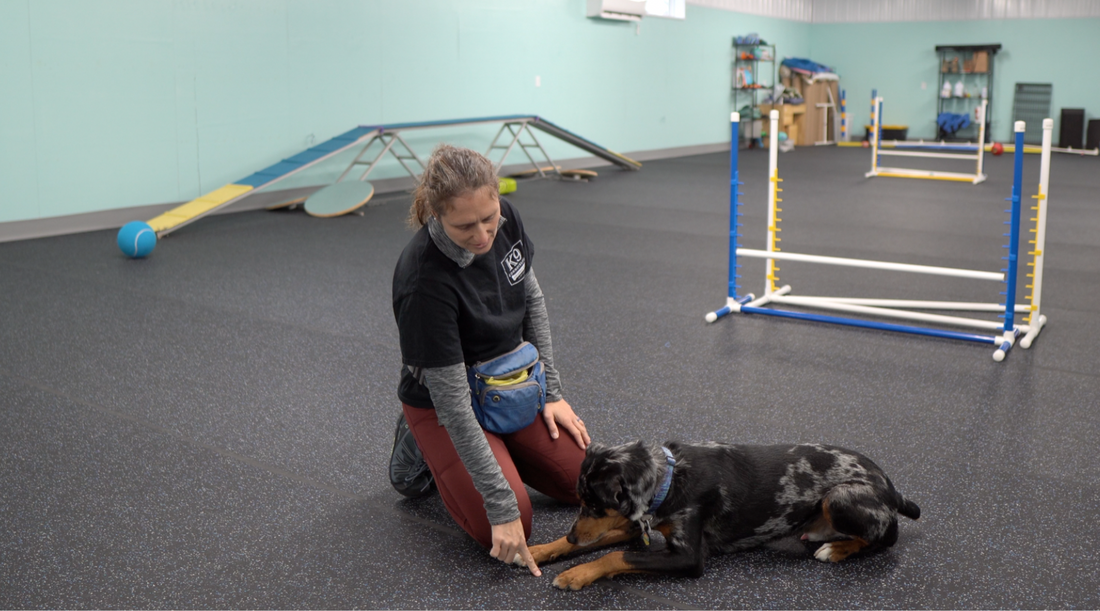 Effective Dog Obedience Training Techniques