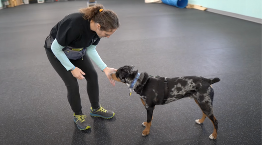 Obedience Dog Training: Good Dogs Aren’t Born, They’re Trained