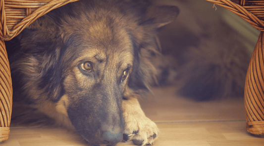 The Connection Between Dog Stress and Digestive Health: The Brain-Gut Axis - K9 Connoisseur