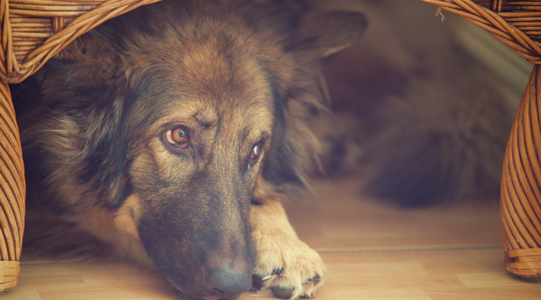 The Connection Between Dog Stress and Digestive Health: The Brain-Gut Axis