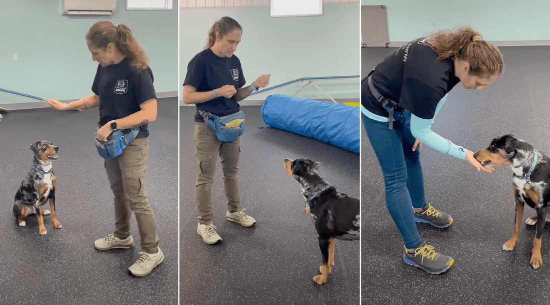 Essential Dog Training Commands Every Dog Owner Should Know - K9 Connoisseur