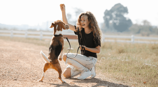 Choosing the Right Dog Training Equipment: The Long Leash Let-Down - K9 Connoisseur