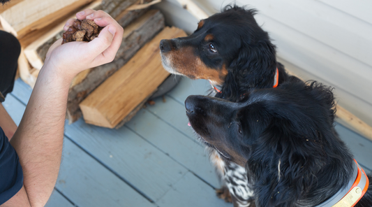 Dog Training Treats: Pixie’s Backyard Bootcamp