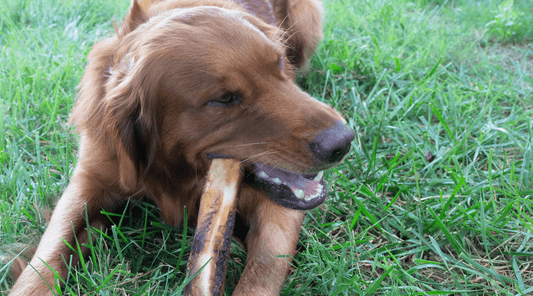 Dog Chew Bones: My Online Scavenger Hunt Adventure - K9 Connoisseur