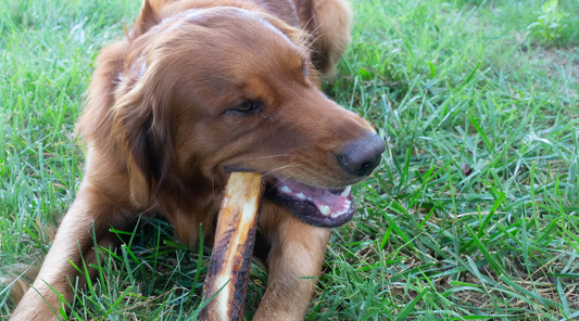 Dog Chew Bones: My Online Scavenger Hunt Adventure