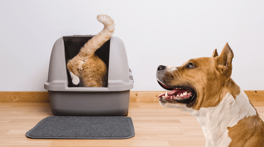 Why Do Dogs Eat Cat Poop: Those Litter Box Antics Explained - K9 Connoisseur