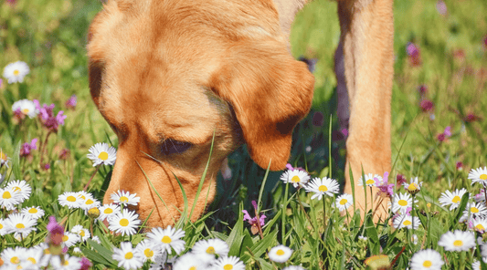 Why Do Dogs Eat Their Vomit: The Moment Bruno Made Me Gag in the Garden - K9 Connoisseur