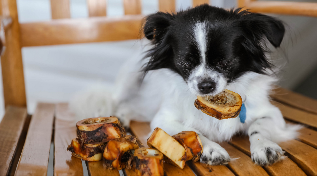 Enhancing Canine Nutrition Through Dog Bones: Not Like Other Treats