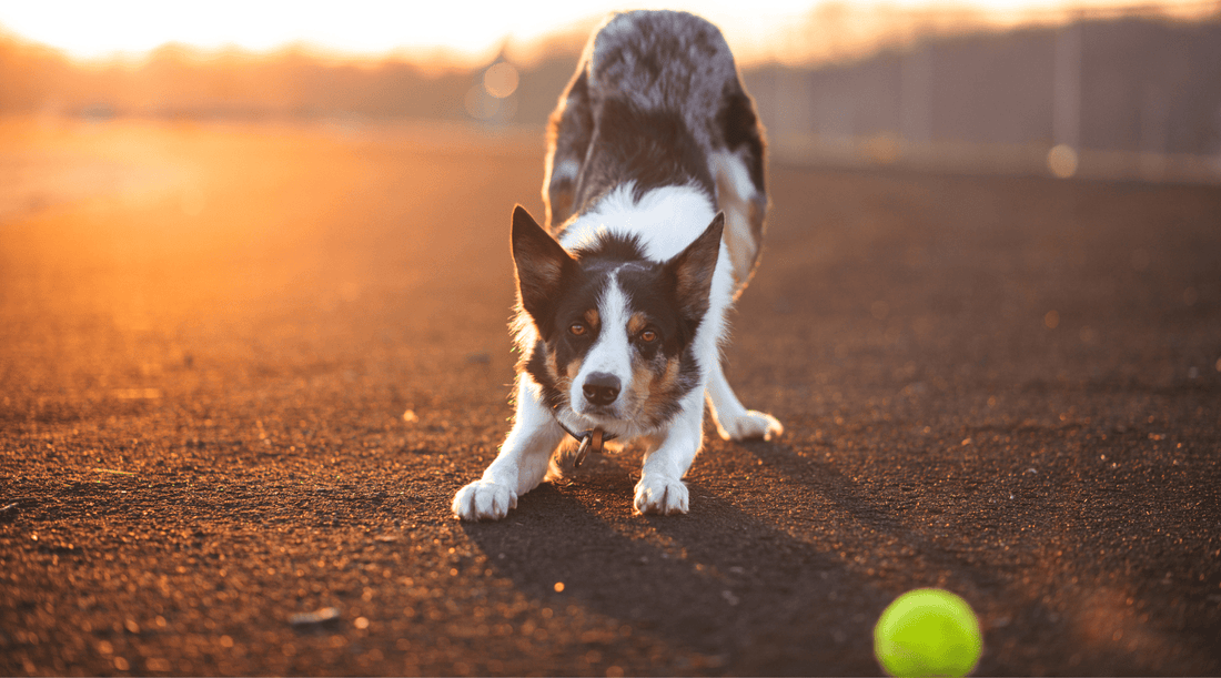 The Importance of Regular Exercise for Dogs: No Bones About It - K9 Connoisseur