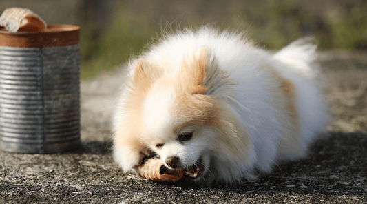 Fiber for Dogs: How to Safely Use Dog Treats for Digestion - K9 Connoisseur