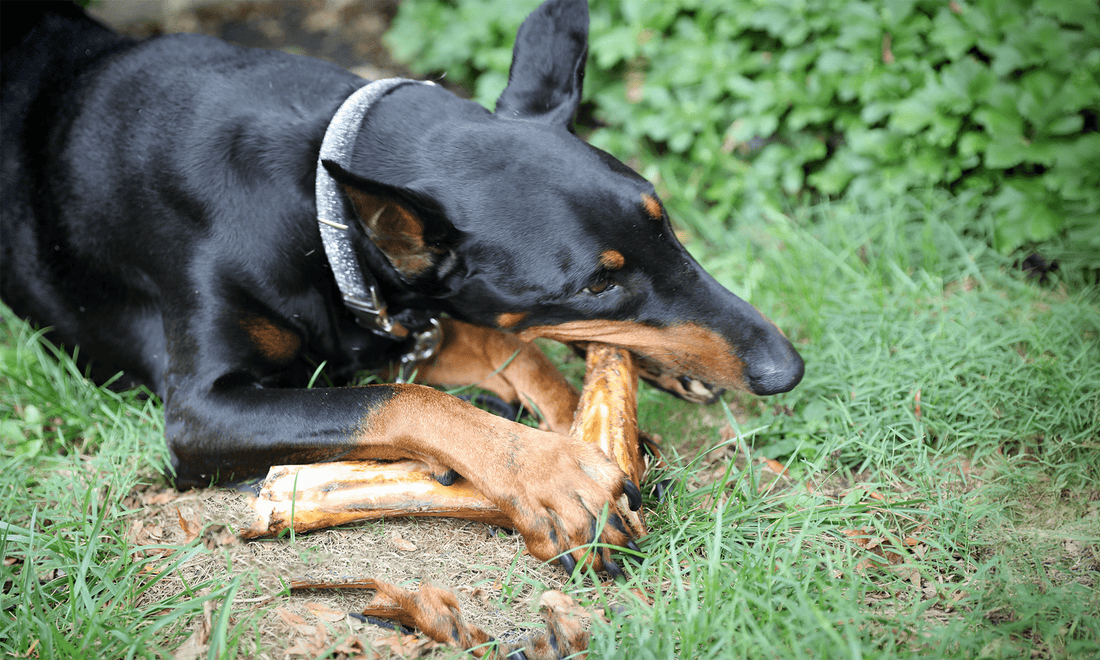 Good Bones to Chew On: Soup to Safe — Best Bones for Dogs - K9 Connoisseur