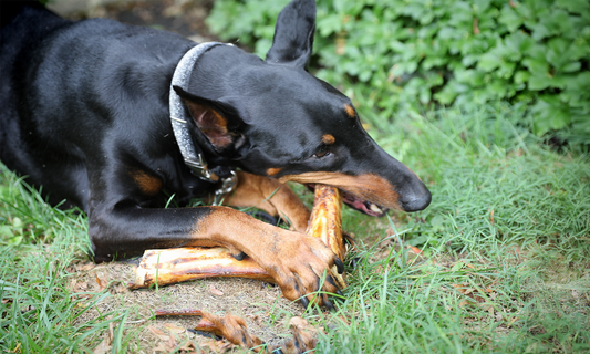 Good Bones to Chew On: Soup to Safe — Best Bones for Dogs