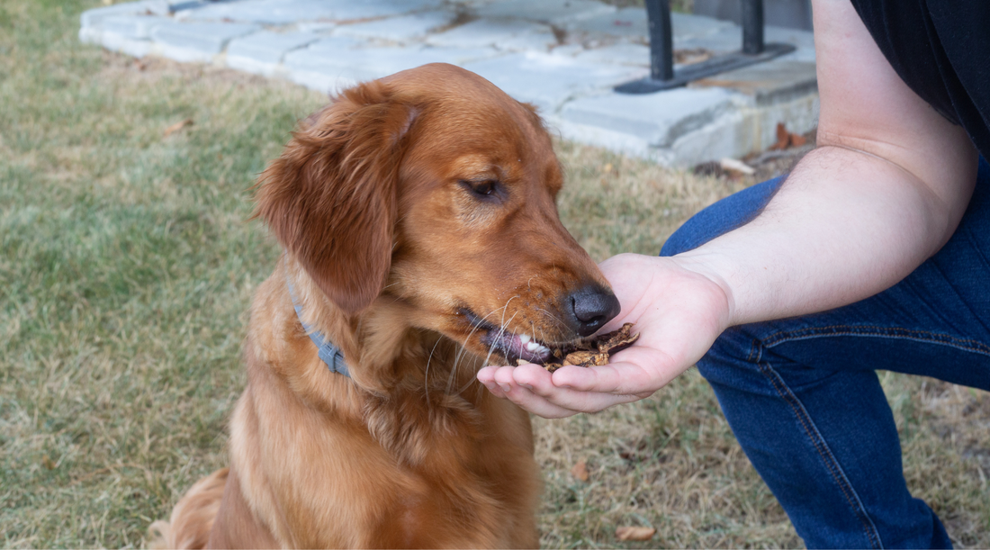 Good Training Treats for Dogs: The Rabbit Distraction Challenge