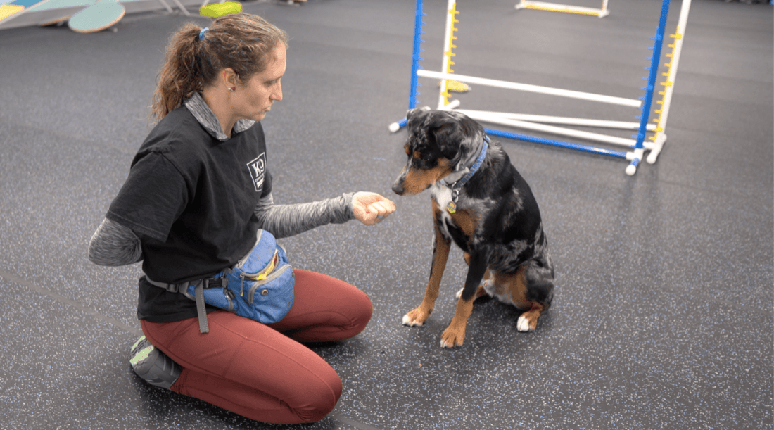 High Value Dog Training Treats: From Mayhem to Focus - K9 Connoisseur