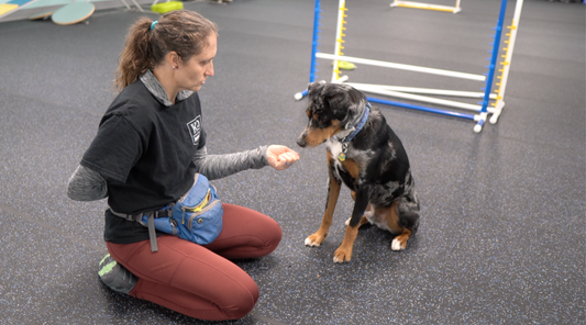 High Value Dog Training Treats: From Mayhem to Focus