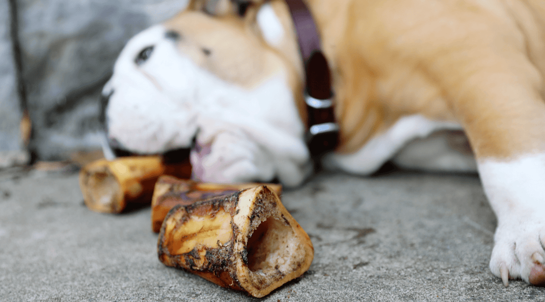 Bone to Pick: How Dog Bones Benefit Canine Dental Health - K9 Connoisseur