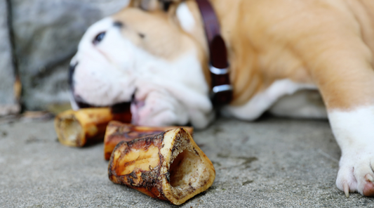 Bone to Pick: How Dog Bones Benefit Canine Dental Health