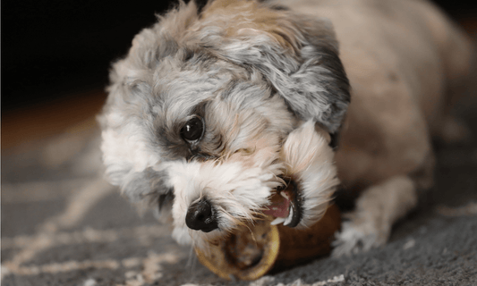 How Long to Boil Marrow Bone for Dogs: Safety First - K9 Connoisseur