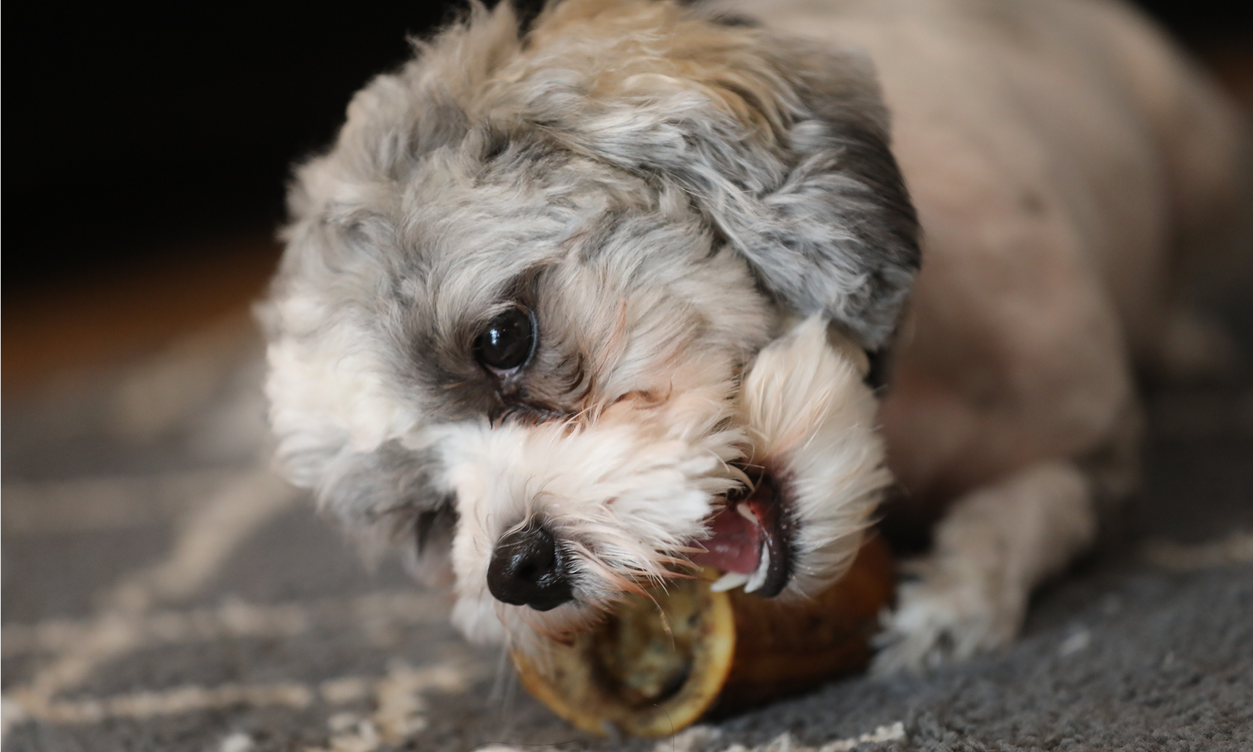 How Long to Boil Marrow Bone for Dogs: Safety First