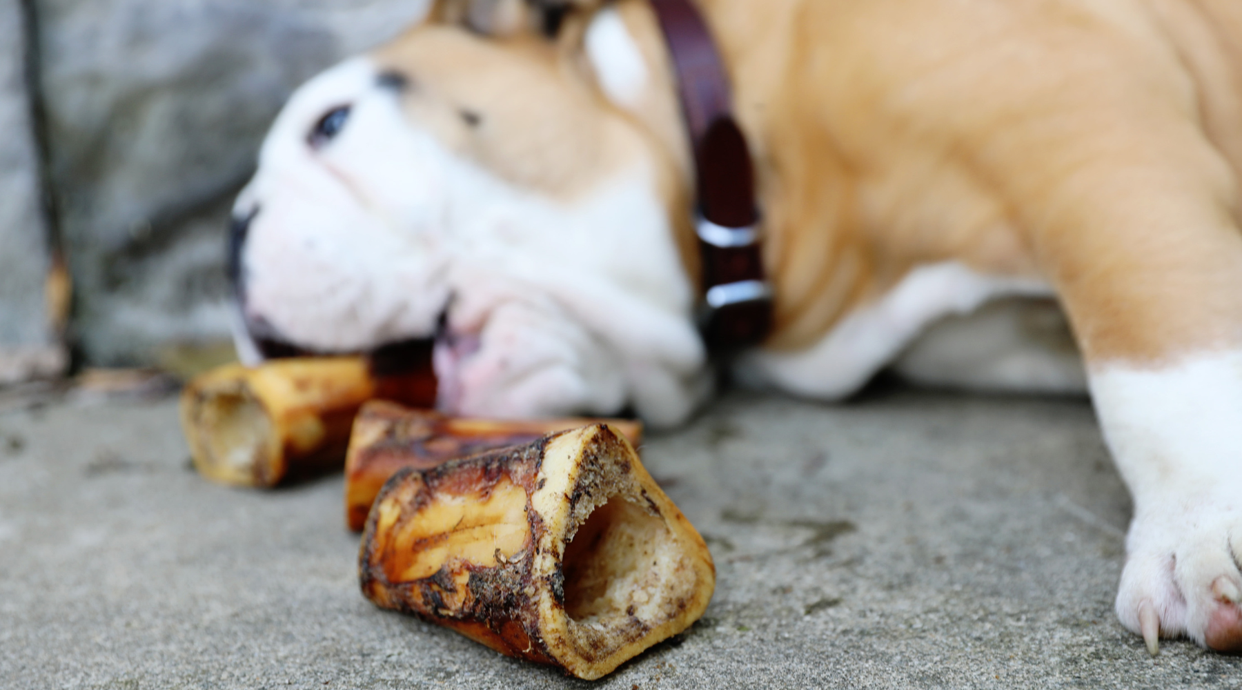 How Many Marrow Bones Can a Dog Have? Too Much of a Good Thing