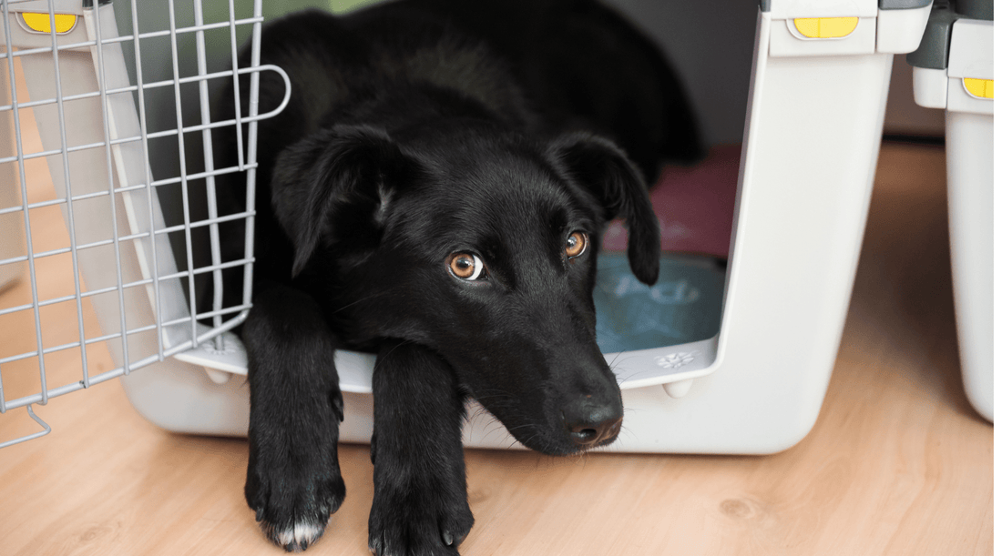 How to Crate Train an Adult Dog: Step-by-Step Guide - K9 Connoisseur