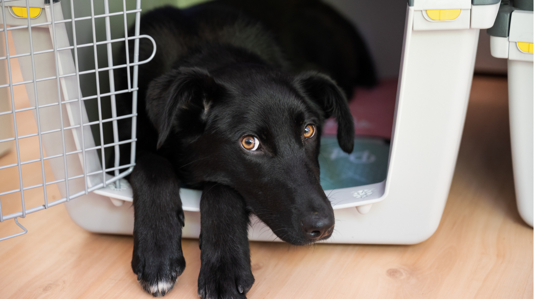 How to Crate Train an Adult Dog: Step-by-Step Guide