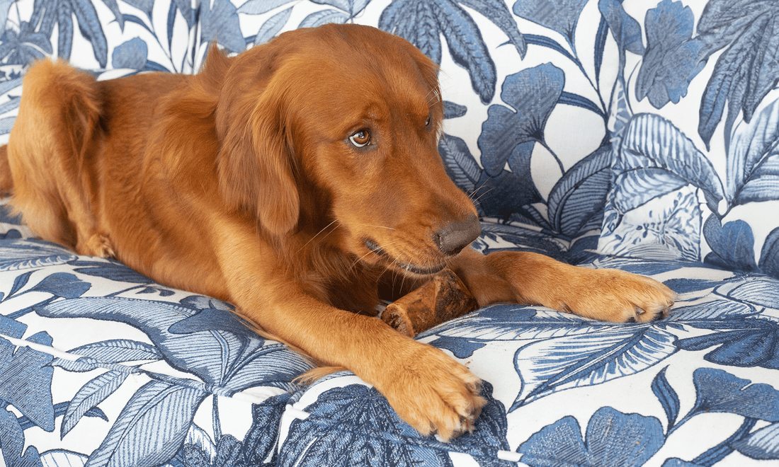 How to Help a Dog with Separation Anxiety: Trust, Treats, and Training - K9 Connoisseur