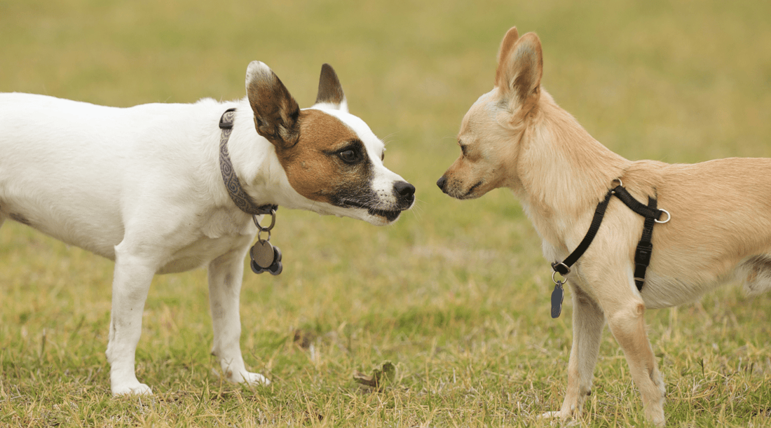 How to Socialize a Dog: Key Tips for Success - K9 Connoisseur