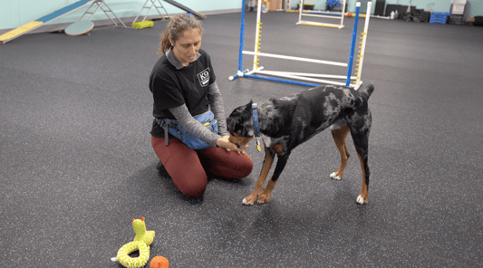 How to Train a Hyper Dog: Tips for Better Behavior - K9 Connoisseur