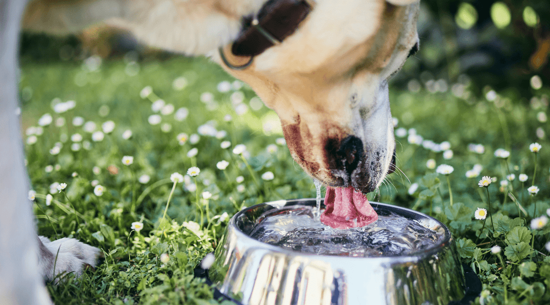 How to Keep Your Dog Hydrated: Tips for Busy Dog Parents - K9 Connoisseur