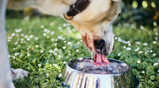 How to Keep Your Dog Hydrated: Tips for Busy Dog Parents