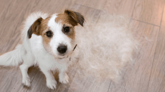 How to Manage Dog Shedding: Tools and Tips for Healthy Coats - K9 Connoisseur