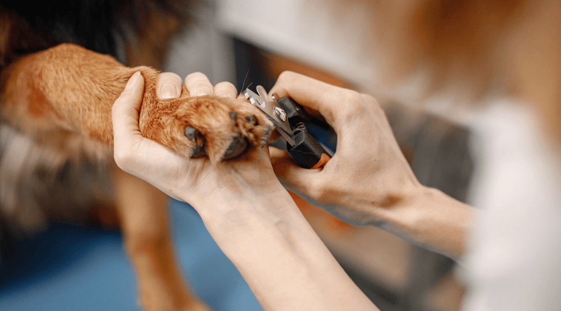 How to Trim Your Dogs Nails: A Guide to Happy, Healthy Paws - K9 Connoisseur