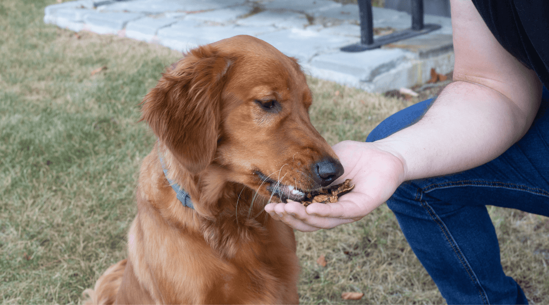 Foods Dogs Can Eat: Healthy Human Foods to Feed Your Dog - K9 Connoisseur