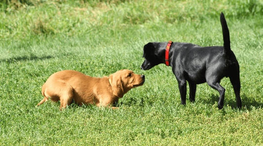 Introducing New Dogs to Your Pack: Tips to a Smooth Transition - K9 Connoisseur