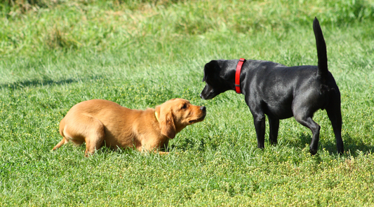 Introducing New Dogs to Your Pack: Tips to a Smooth Transition