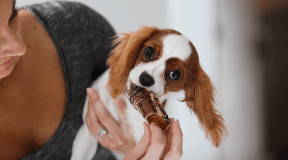 Is Beef Trachea Safe for Dogs? Chewing on The Facts - K9 Connoisseur