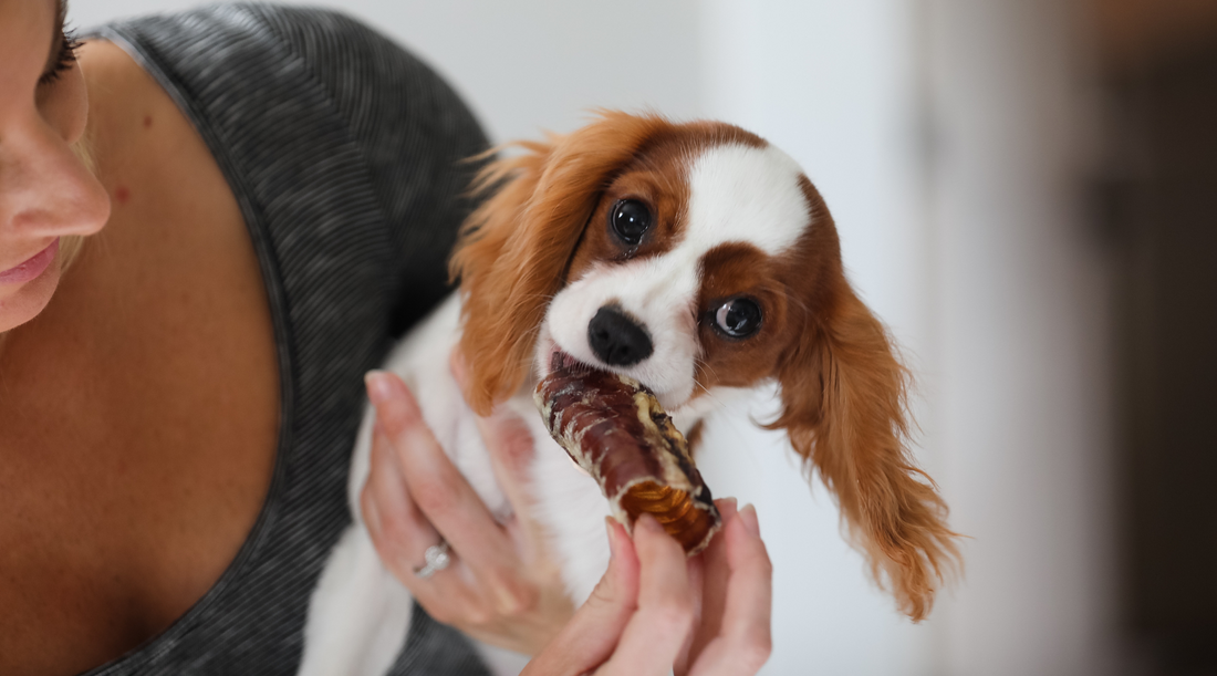 Is Beef Trachea Safe for Dogs? Chewing on The Facts